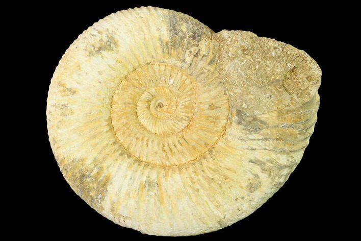 Jurassic Ammonite (Perisphinctes) Fossil - Madagascar #140409